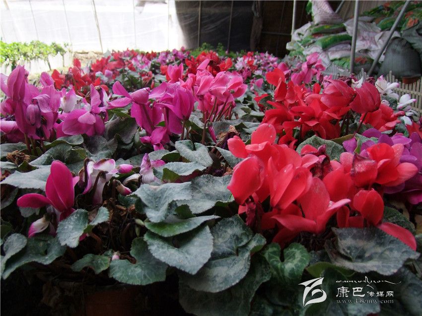 ​ 大棚種植助農增收