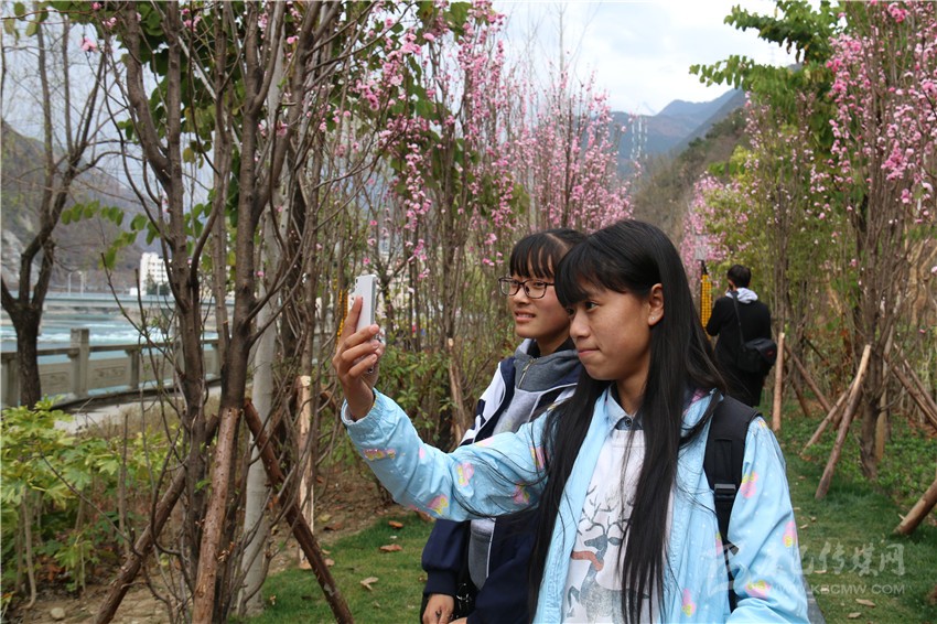 春光俏！“醉”是瀘定春三月，踏青賞花正當時