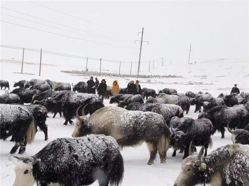 地處“云端之上”生命禁區(qū)“的農(nóng)行石渠支行80后青年益西多吉說”今年疫情流行，大伙冒雪下鄉(xiāng)送金融服務(wù)，新年首日就為農(nóng)戶發(fā)放了3000多萬元，點亮百姓牦牛致富夢，疫情終將過去，筑夢春天，我們協(xié)力點燃牧民發(fā)展信心“.jpg