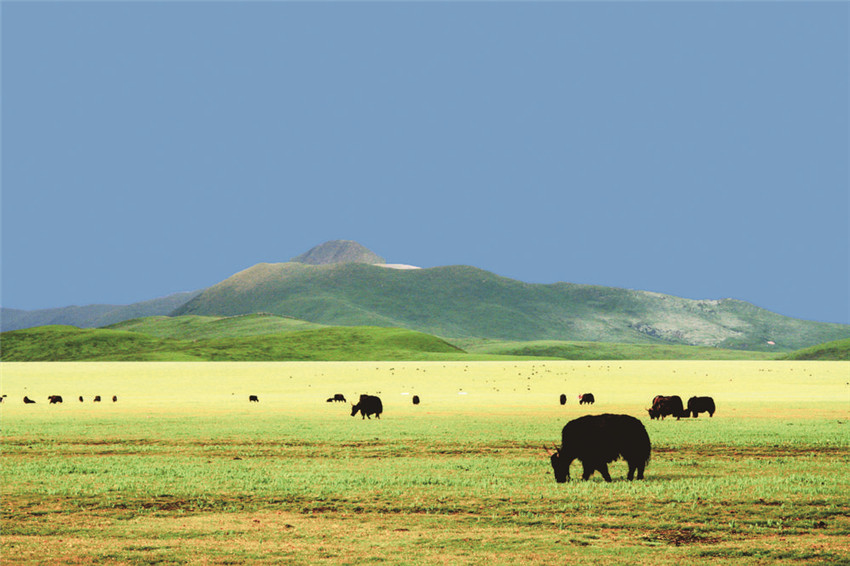 色達(dá)縣金馬草.jpg 色達(dá)縣金馬草.jpg