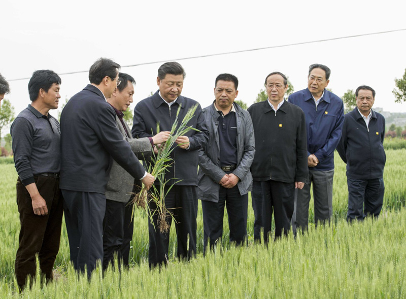 2016年4月25日下午，習(xí)近平在安徽滁州市鳳陽(yáng)縣小崗村察看小麥長(zhǎng)勢(shì)。左一為種糧大戶程夕兵。新華社記者 李學(xué)仁 攝