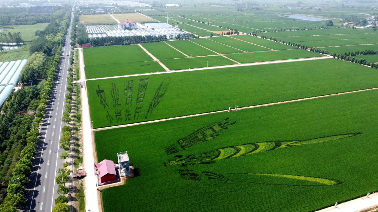 俯瞰小崗村高標(biāo)準(zhǔn)農(nóng)田。鳳陽(yáng)縣委宣傳部供圖