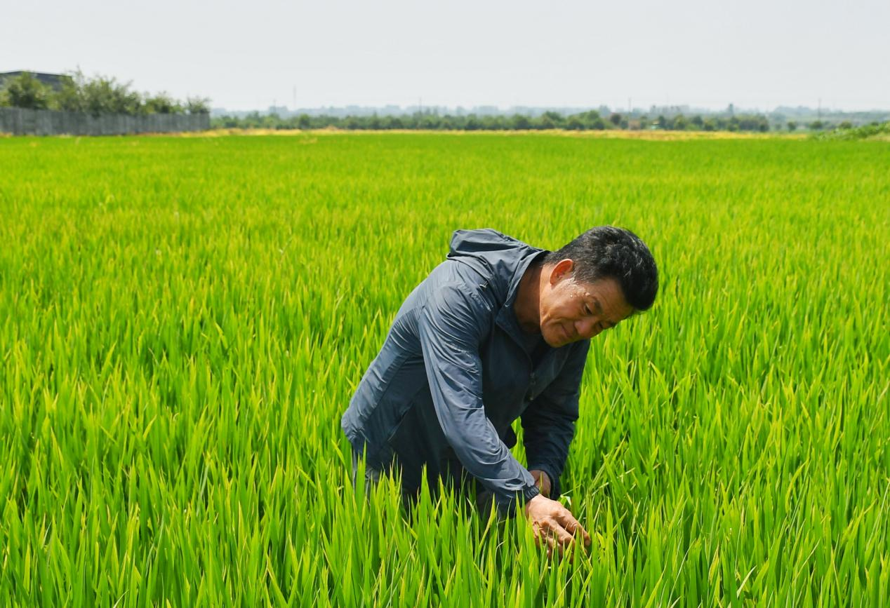 程夕兵在農(nóng)田里檢查水稻種植情況。人民網(wǎng)記者 周坤 攝
